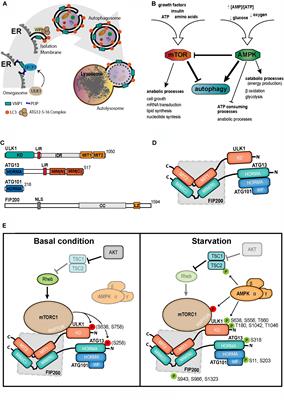 Initial Steps in Mammalian Autophagosome Biogenesis